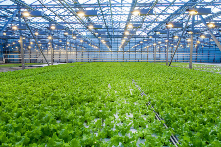 Greenhouse Engineering Services Windsor, Ontario